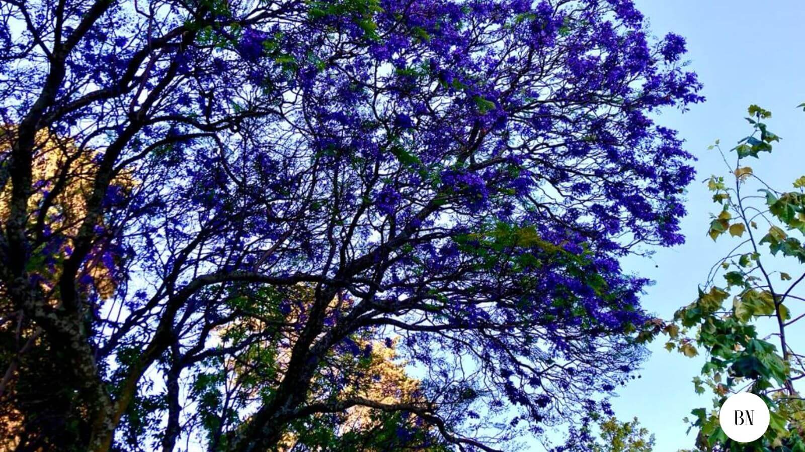En primavera, Toluca se ilumina por los árboles de Jacarandas
